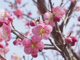 包含梅斯连续两轮不胜，争取振作迎战的词条