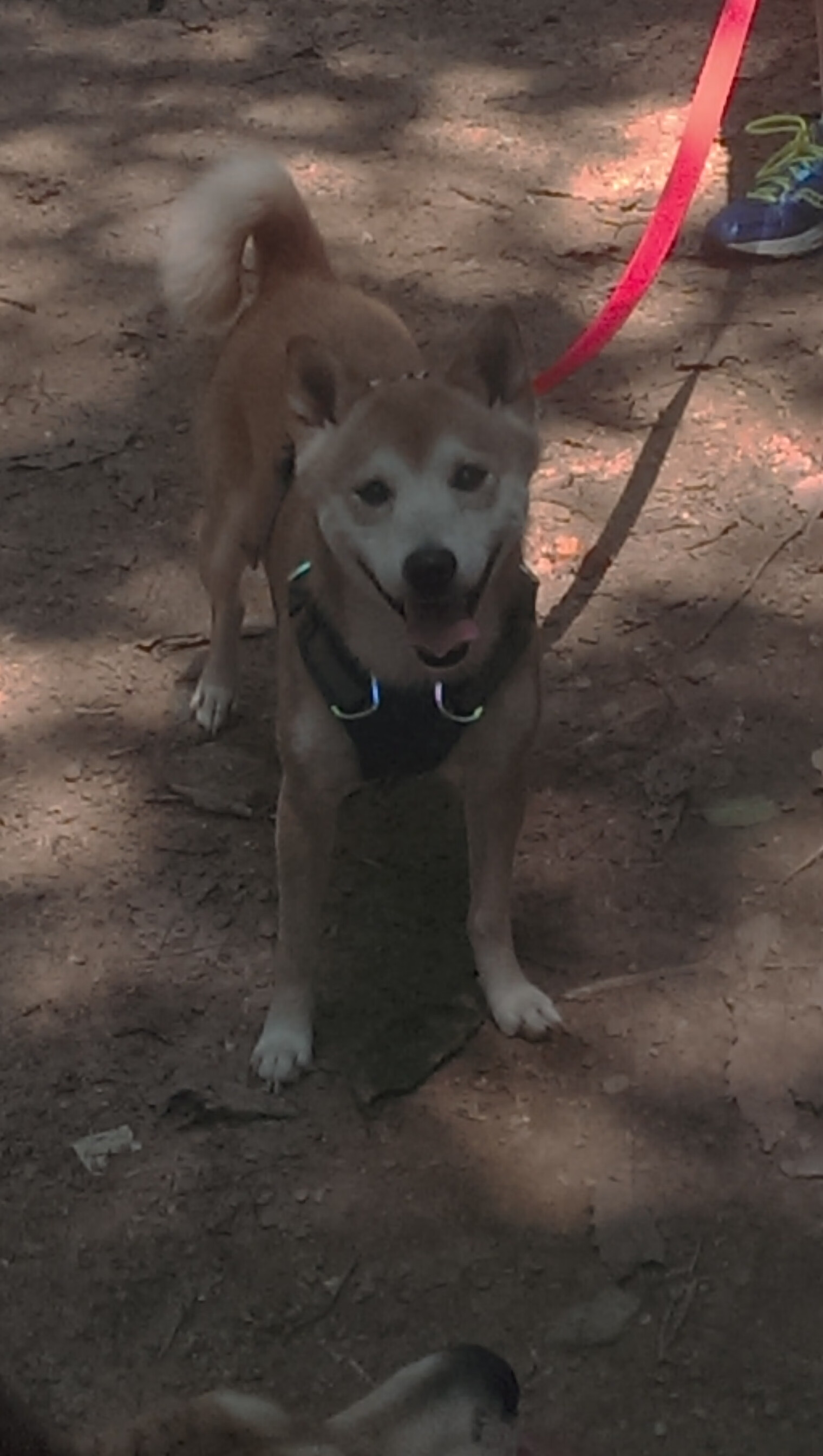 丹麦鏖战威尔士，苏亚雷斯成为关键先生