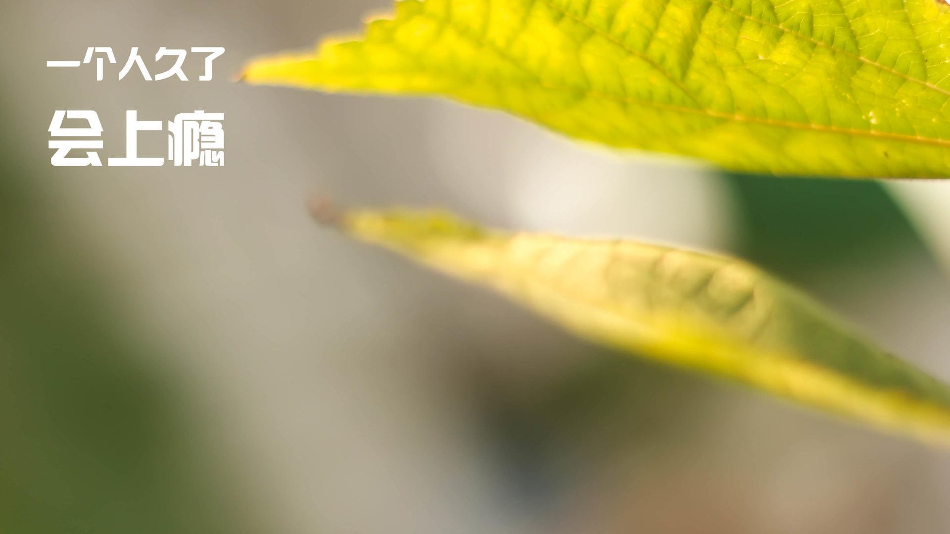 摩纳哥喀麦隆新星启航,弗拉霍维奇关键先生主宰战局