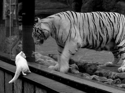 球场外的弧线,赛道上的超车,当东契奇在巴林接管比赛,体育的叙事如何跨界狂飙?