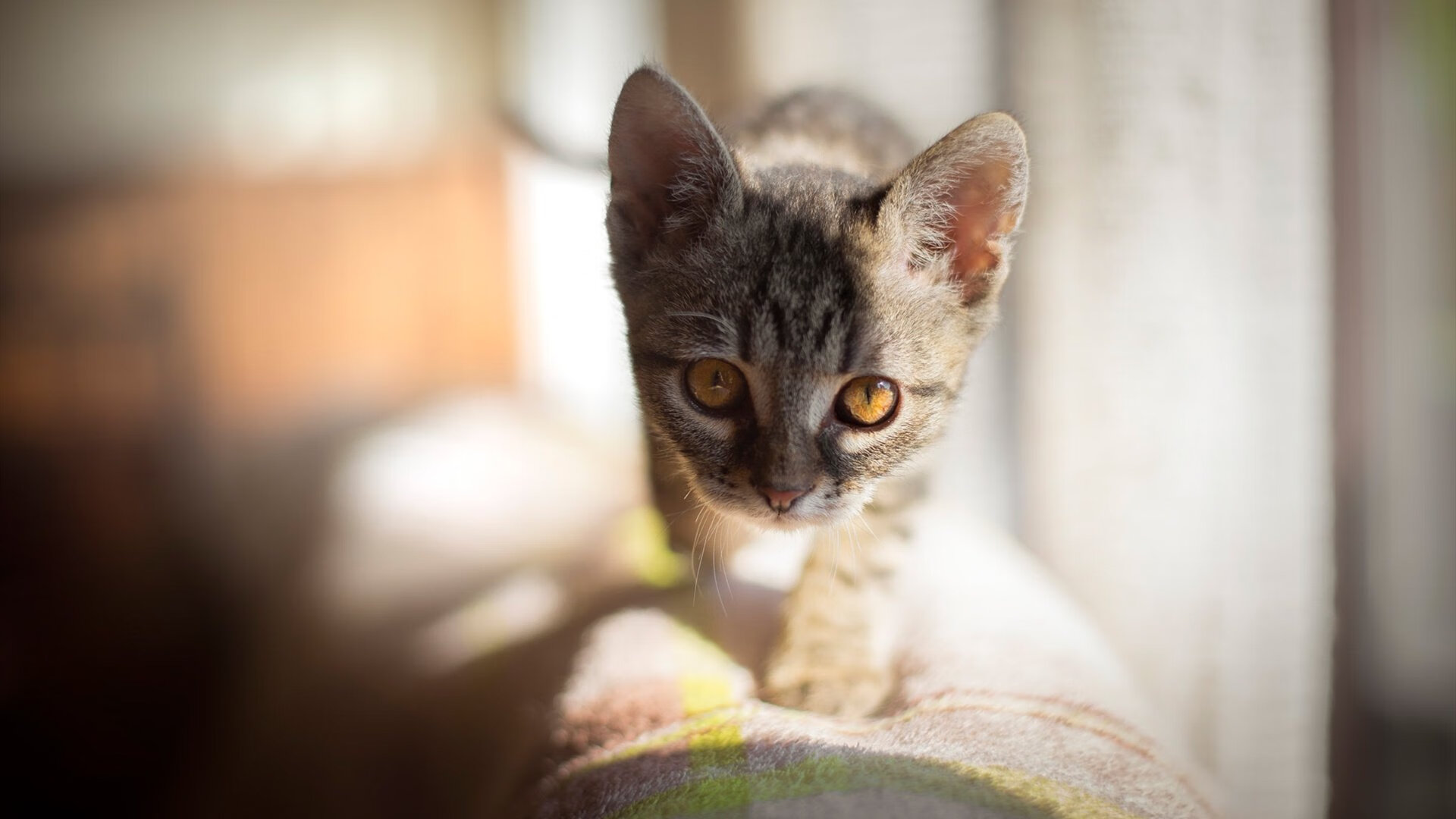 欧冠淘汰赛之夜，帕尔默，攻防转换的艺术大师