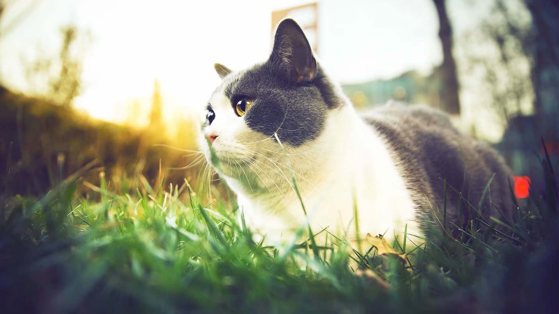 克罗地亚单节爆发拉开韩国分差,萨卡关键先生助队锁定胜局