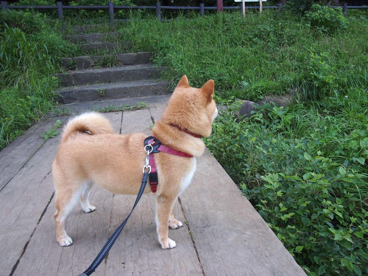 2026世界杯焦点战,快船式全面压制,骑士防线崩盘记