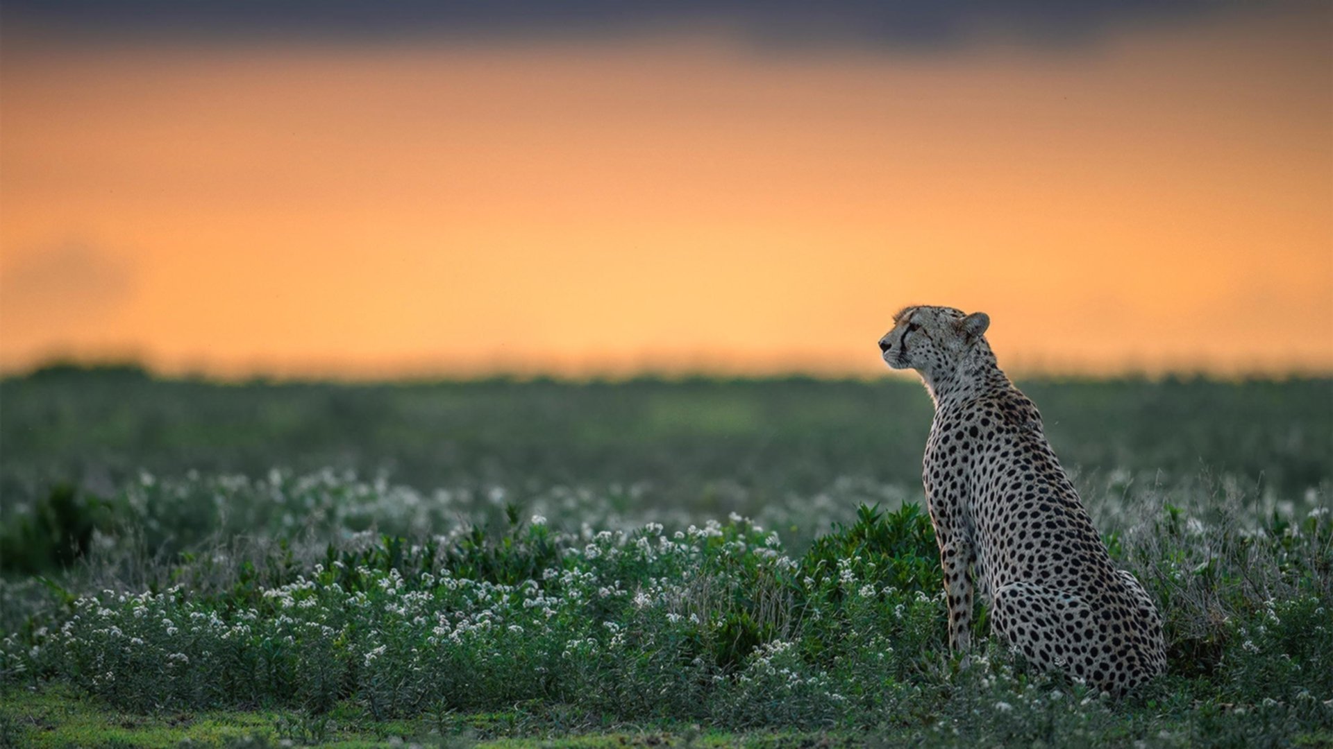 德里赫特，凡人的血肉，堡垒的意志—欧冠淘汰赛之夜的无解之谜