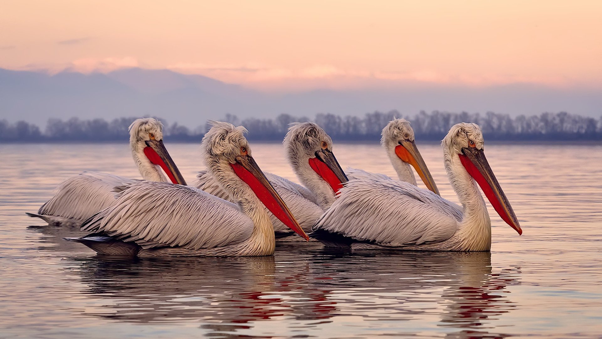 新王当立!萨卡主宰欧冠淘汰赛,枪手击溃老妇人