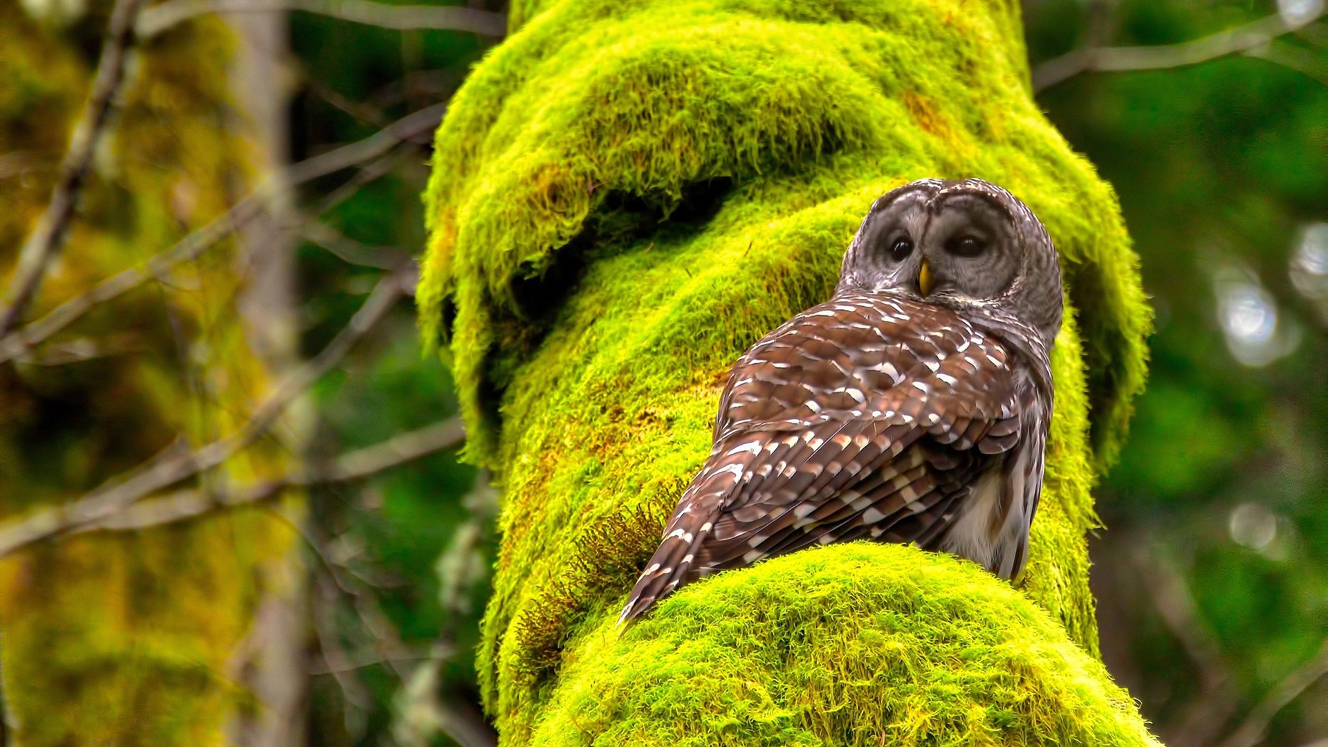 欧冠淘汰赛焦点战,巴黎圣日耳曼淘汰曼城晋级