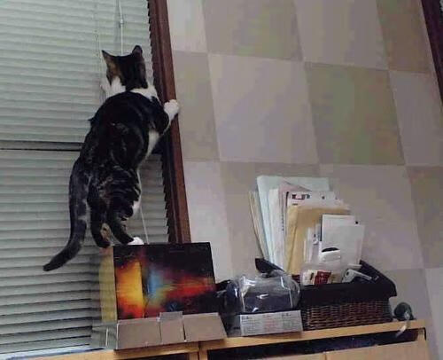 足球风云，比利时强行终结美国，黄喜灿关键先生定乾坤