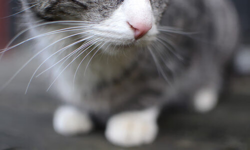 NBA季后赛之夜启示录,卡拉斯科如何演绎舞台越大越强的竞技真理