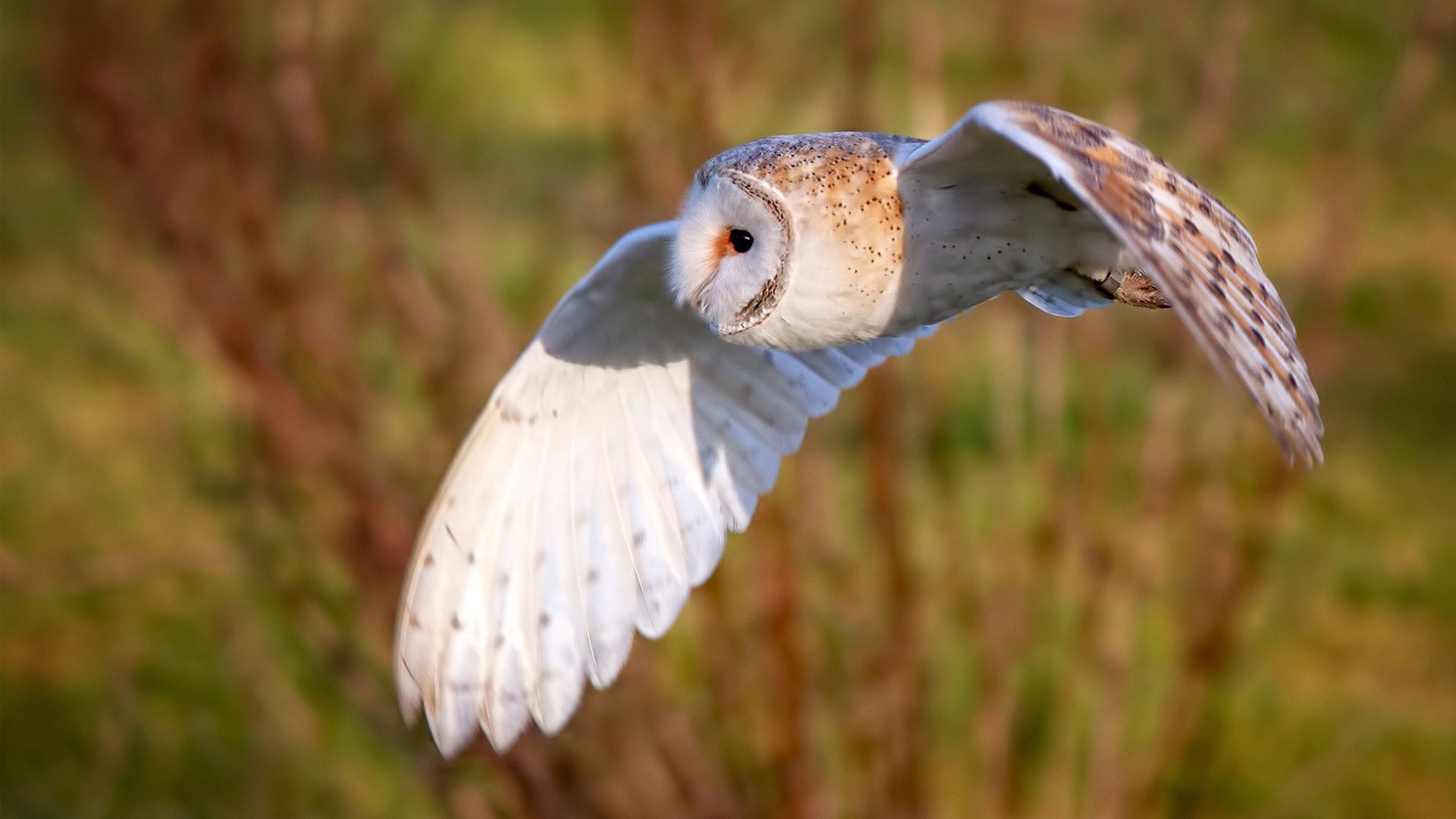 当纽约钟声遇见西域胡杨,保罗如何成为跨文化篮球之战的关键先生