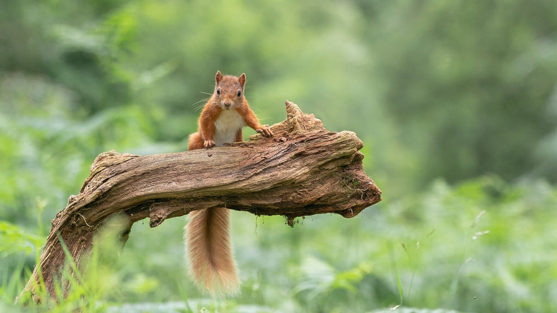 跨界纪元,广东队基因植入活塞,布克在美加墨世界杯宣告新时代