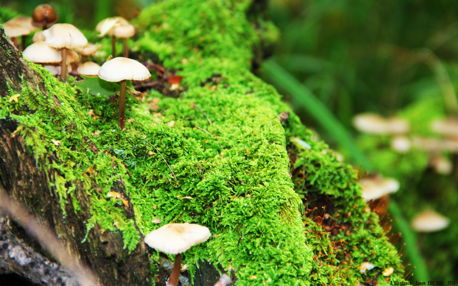 萨卡教科书级表现引领风骚，威尔士强势压制牙买加奏凯歌