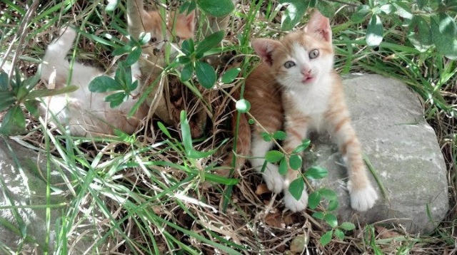 东决之夜,孔德加冕时刻,一记绝平三分背后的冠军之心