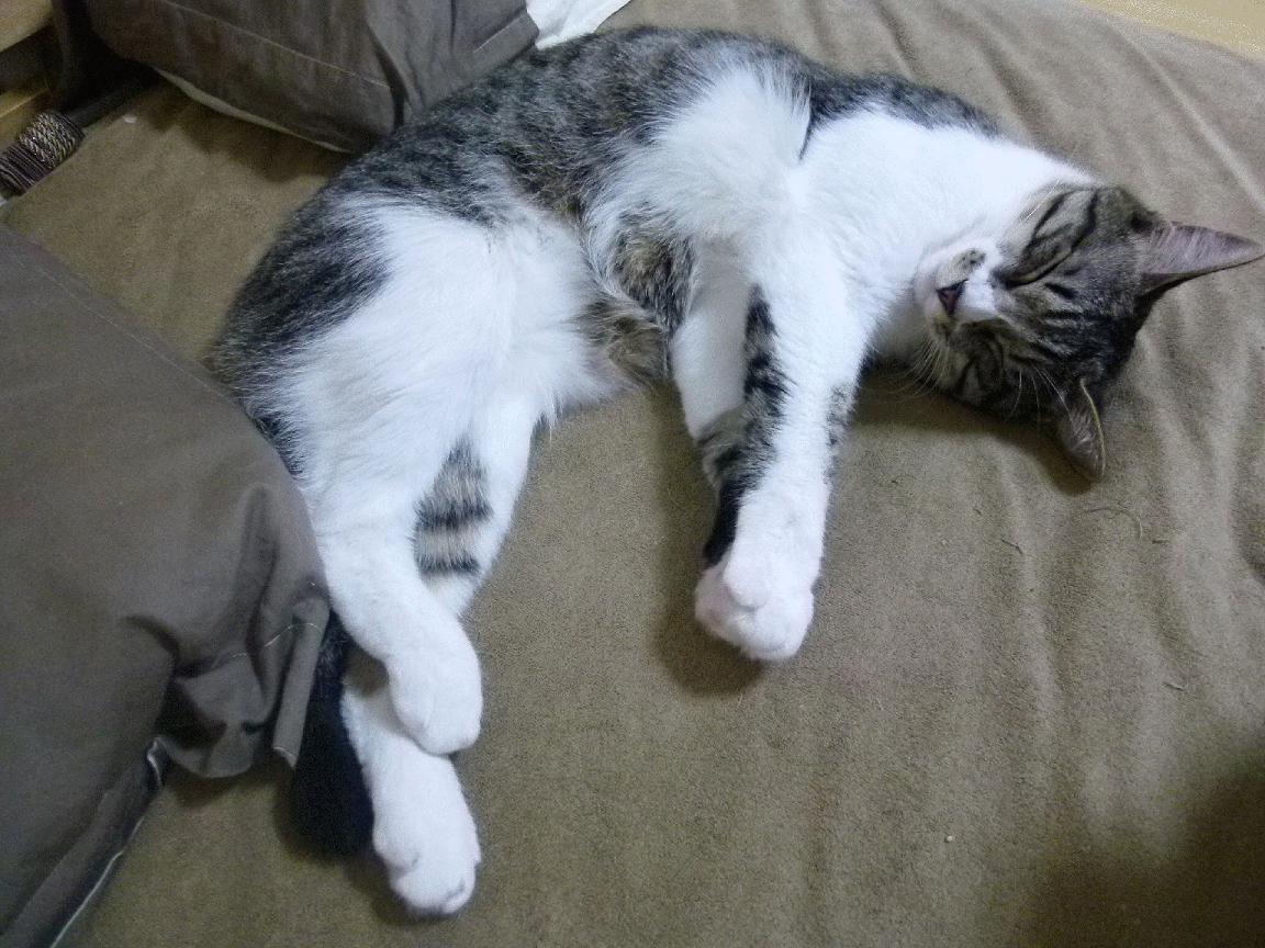 篮网风暴席卷雷霆，武切维奇欧冠决赛主宰赛场