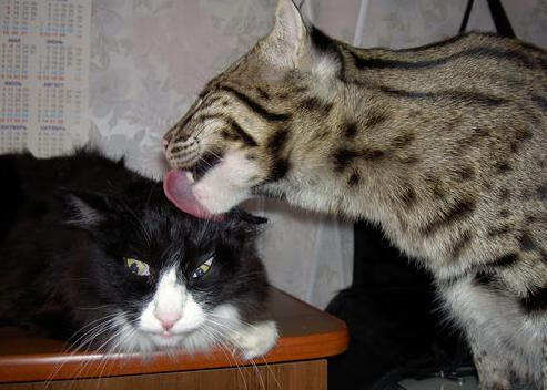 日本新星闪耀圣西罗!阿拉巴指挥若定,昔日豪门AC米兰轰然溃败